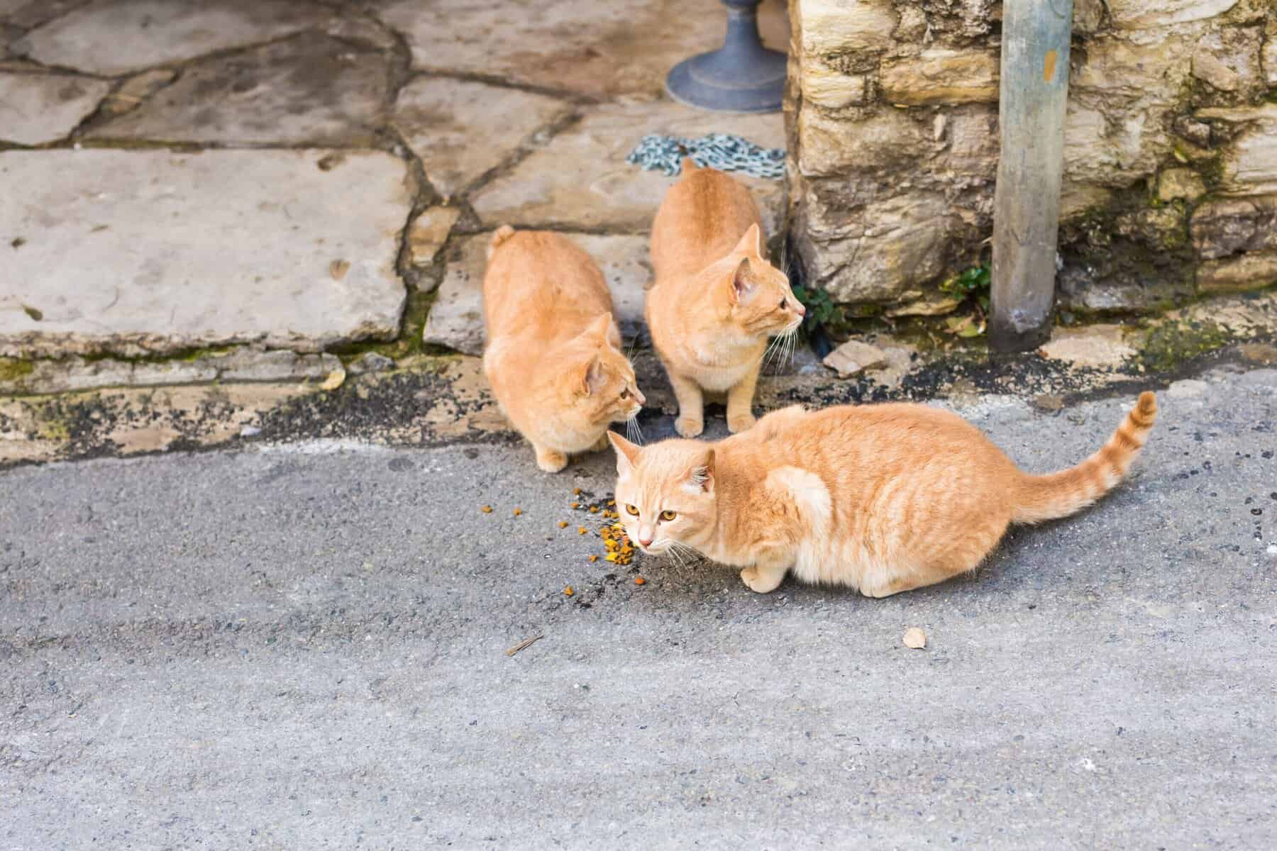 Stray cats in Iran, animal care Australia