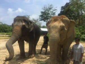 Ethical travel elephants at Elephant Jungle Sanctuary Thailand