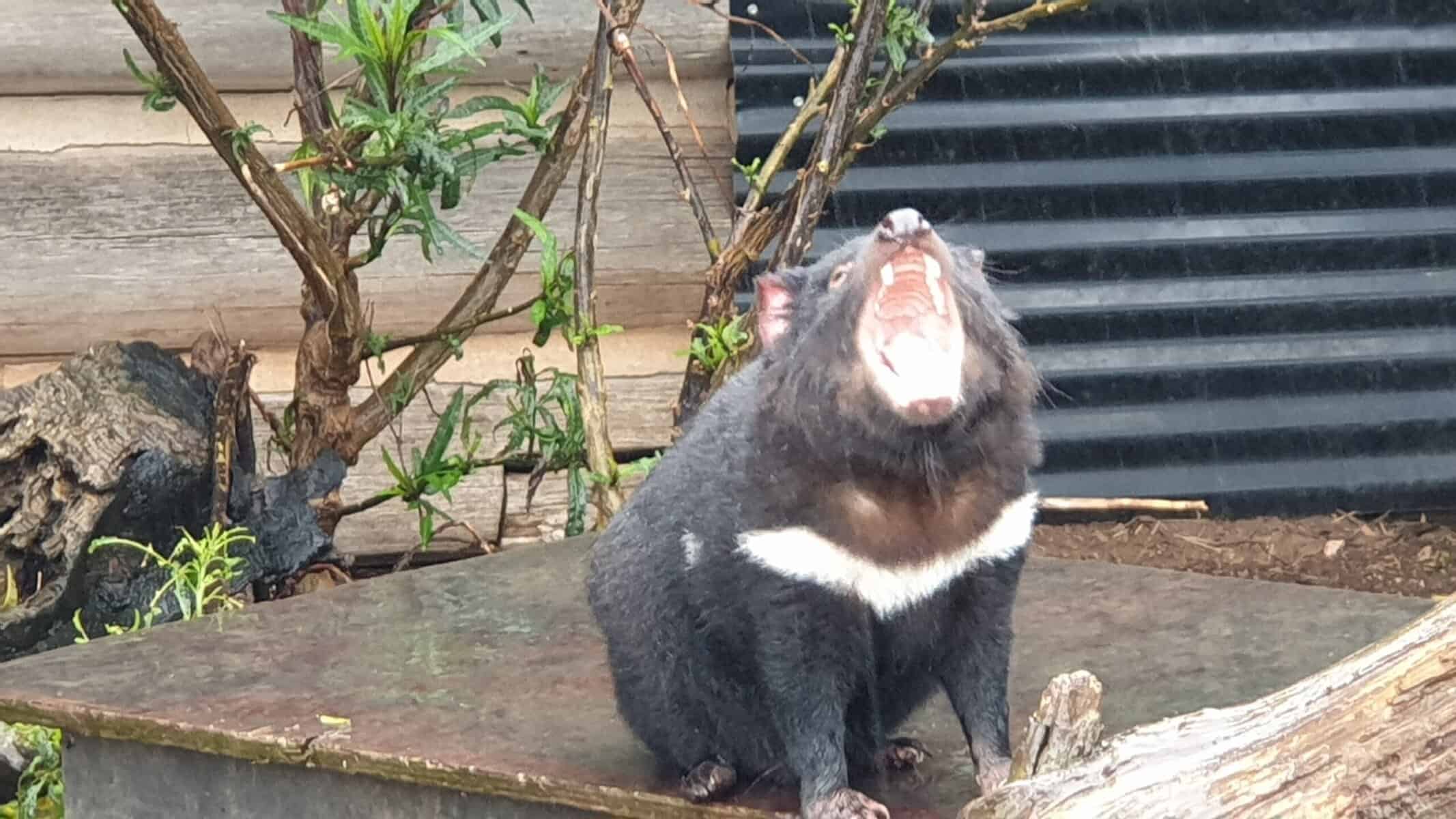 Endangered Tasmanian Devil in captivity