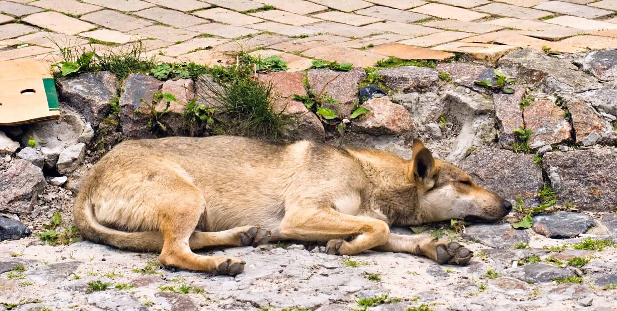 world animal care and protection, helping strays