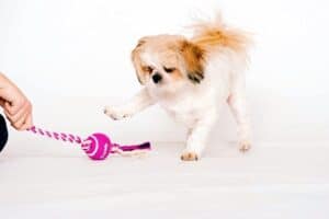 Lily the Shih Tzu playing with a pink RSPCA dog toy after she was rescued from the charity. The breed is a great option for allergy-friendly pets which is highlighted in our latest article