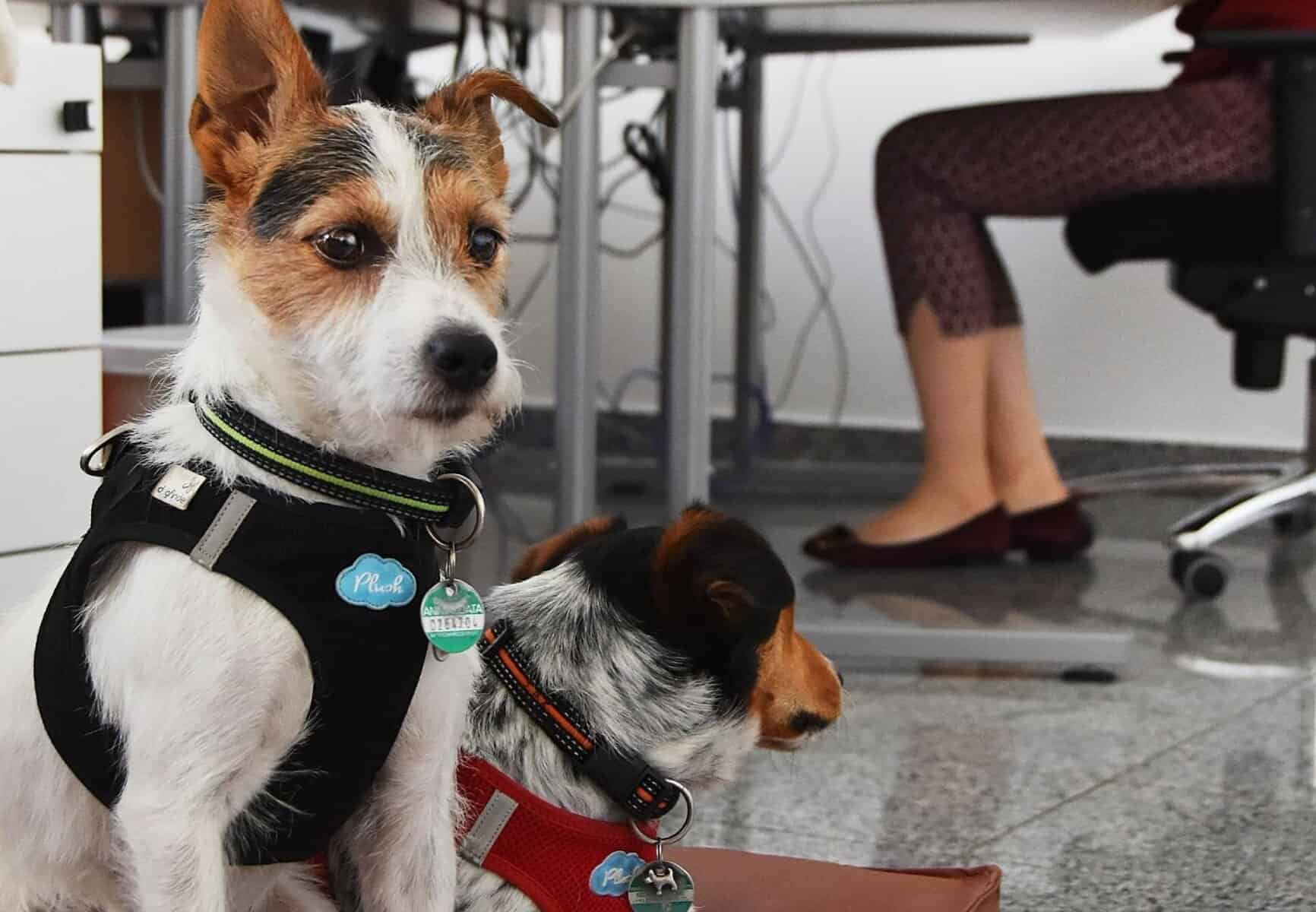 Take Your Dog to Work Day