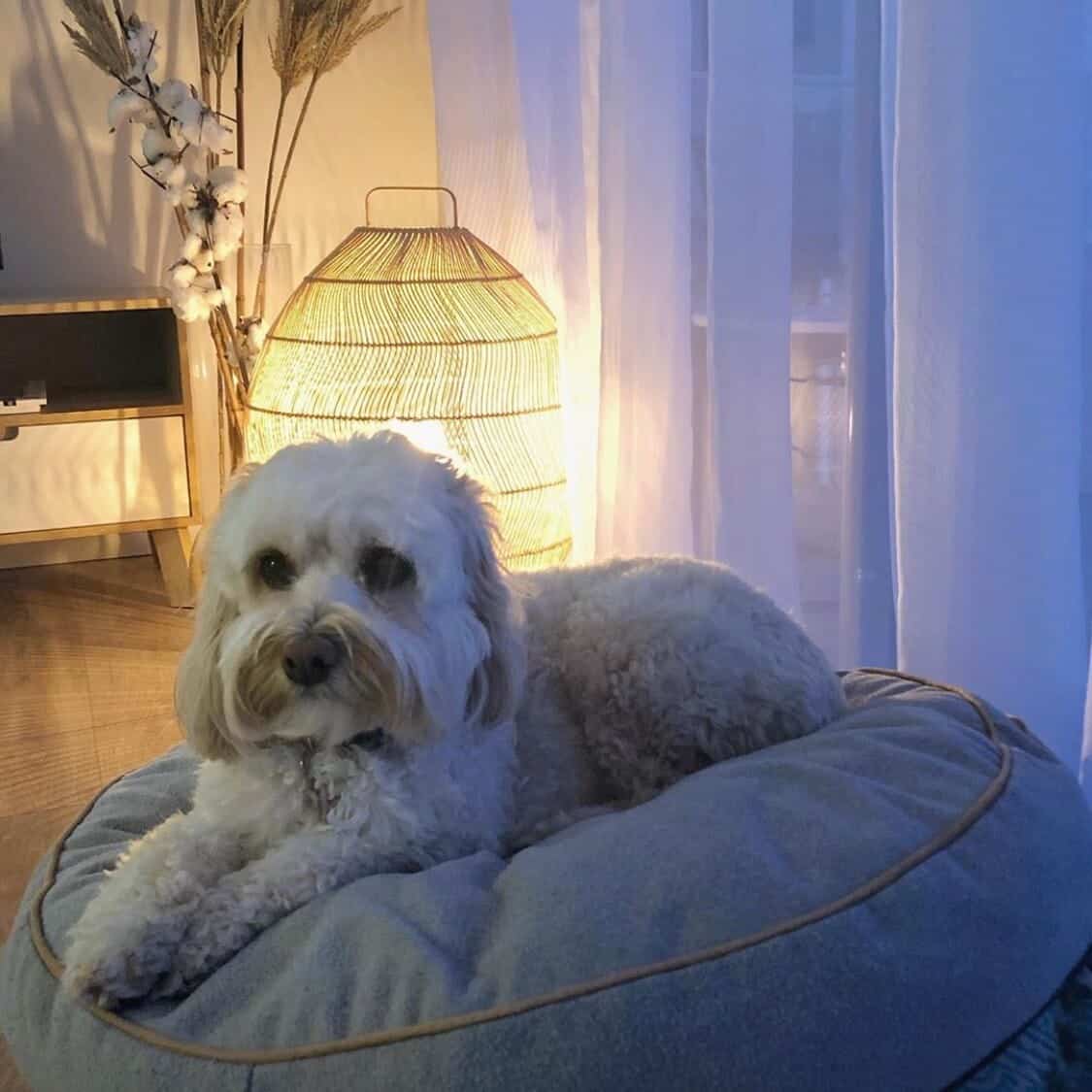 Travelling with pets