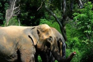 ethical travel with elephants
