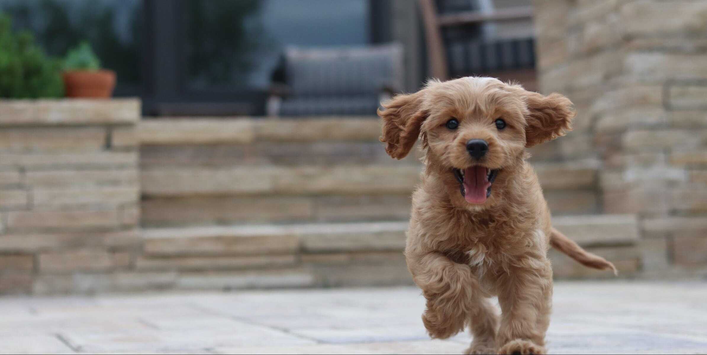 Tips for a new puppy for National Puppy Day