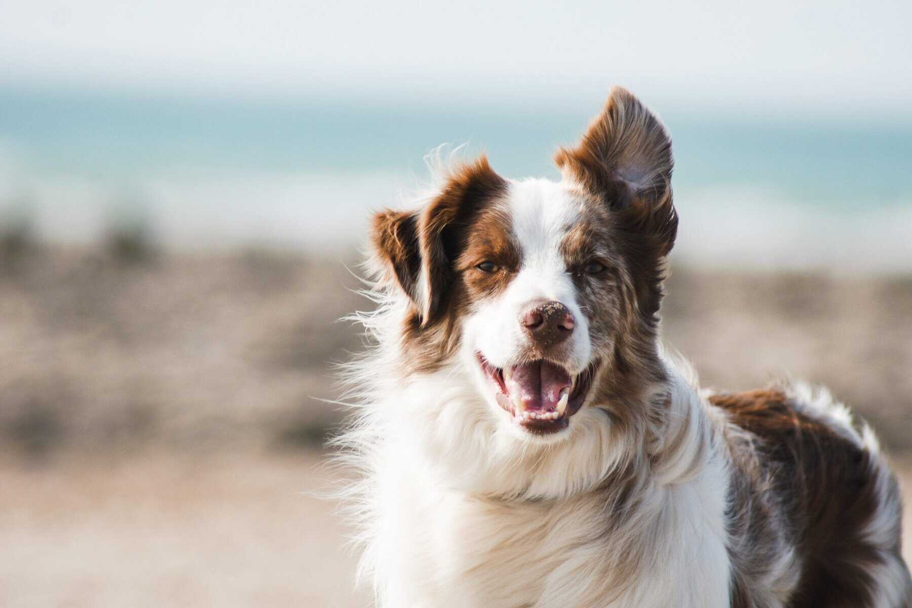 Brown Border Collie happy on beach