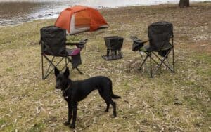 a black dog at a camp site with owners