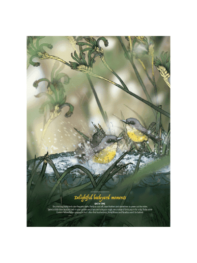 one of the illustrations in Australian Backyard Birds