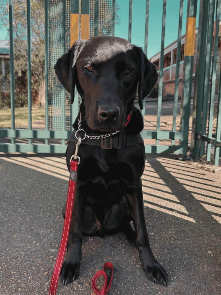 Assistance Dog Kiwi from Smart Pups