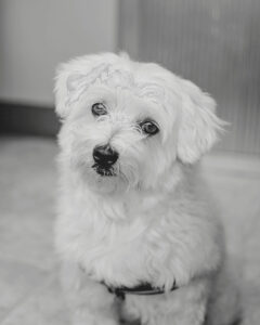 Black and white image of a young Maltese close up looking at camera for best dogs for allergies.
