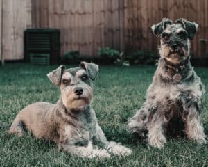 Two grey schnauzers sitting on backyard grass for article on dog breeds that don't shed