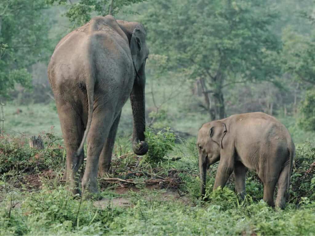A wild elephant walks away from camera with her young calf National Wildlife Day 2023