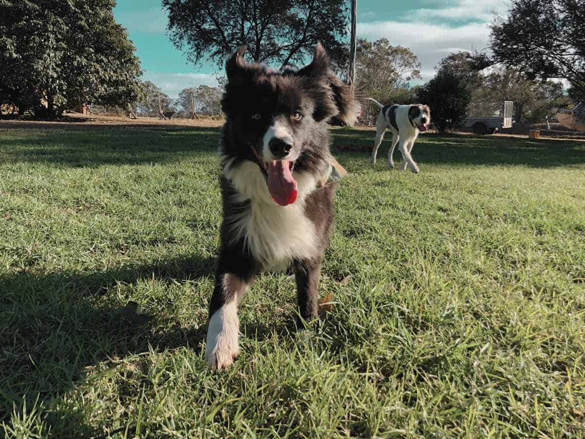Border Collie Banjo at the farm doggy daycare in Sydney