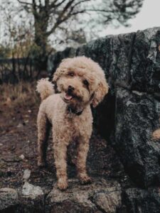 Poodle in the bush track with tilted head happily looking at camera for hypoallergenic dogs