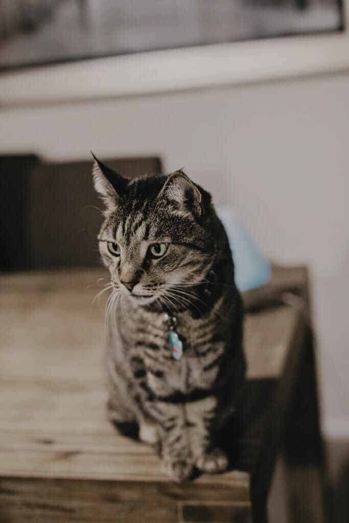 17 year old rescue tabby cat Spade for nutrition for senior dogs and cats this Adopt a Senior Pet Month