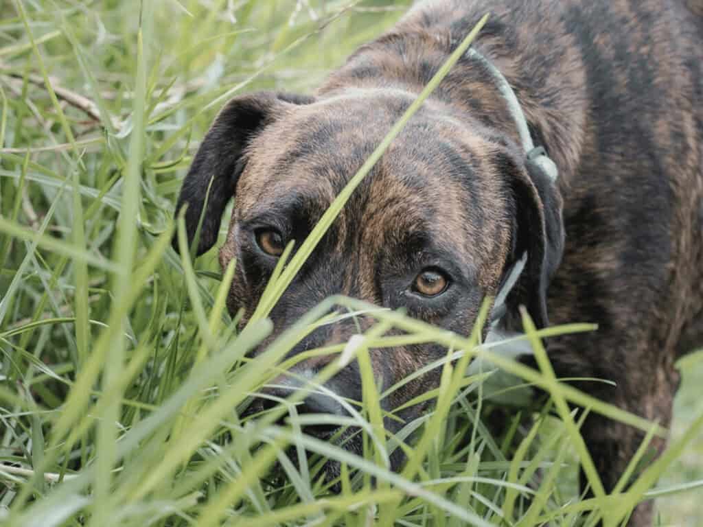 Dog in grass for pet allergy warning
