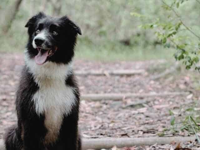 Banjo the border collie sitting in bushland for arthritis in dogs tips for helping canine arthritis sufferers