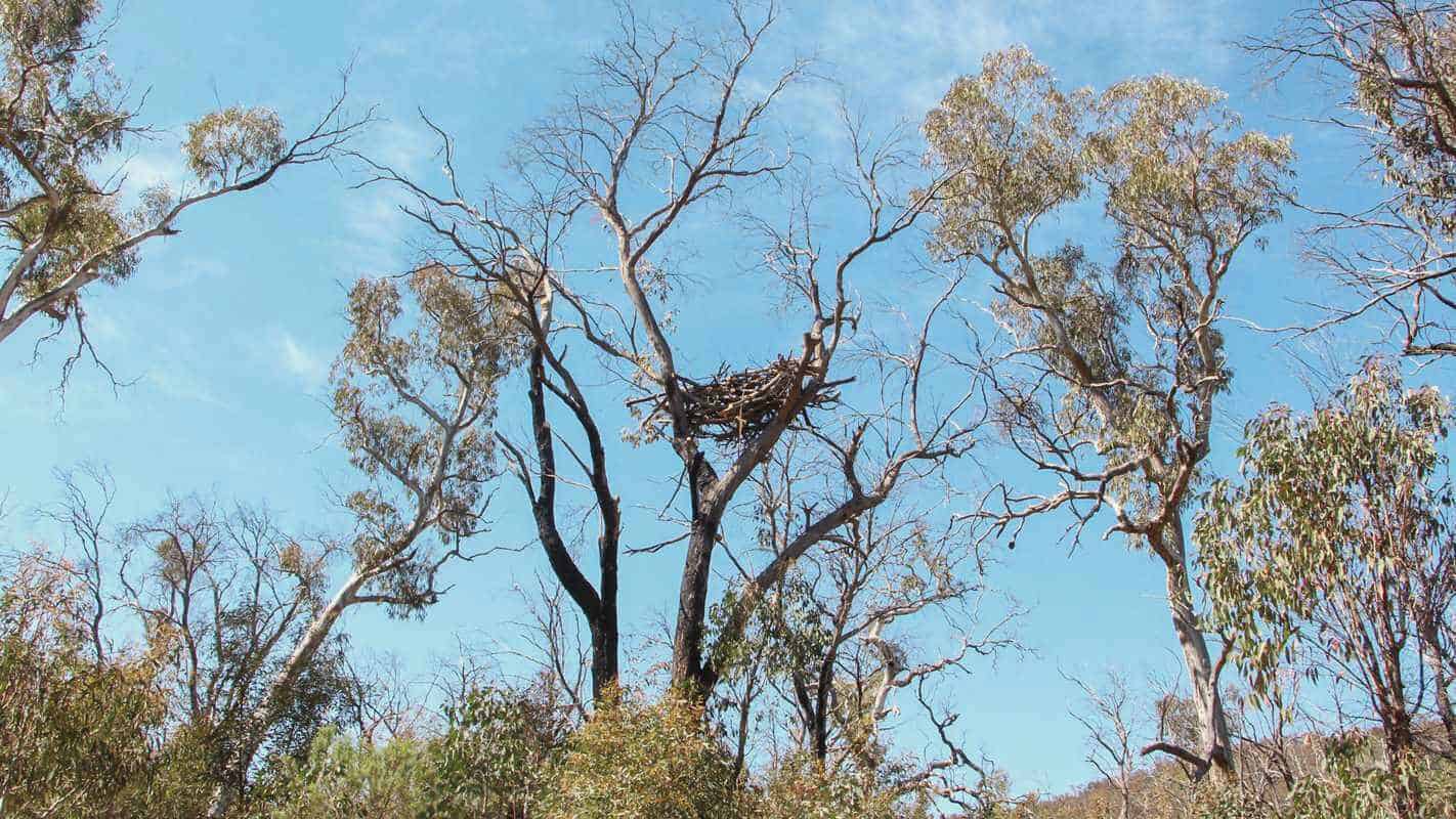 wildlife rehabilitation and restoration at Two Thumbs Wildlife Trust