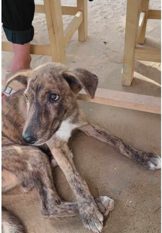 A homeless pet in Australia sitting on dirt around people for article on how cost-of-living crisis on pets