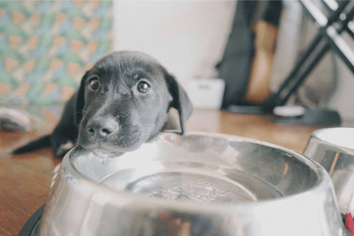 puppy lying head over water bowl for pet adoption myths article on Animal Friendly Life
