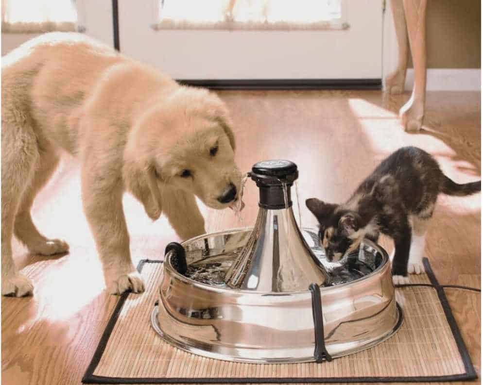 puppy and kitten drinking from pet water fountain for Pet Hydration