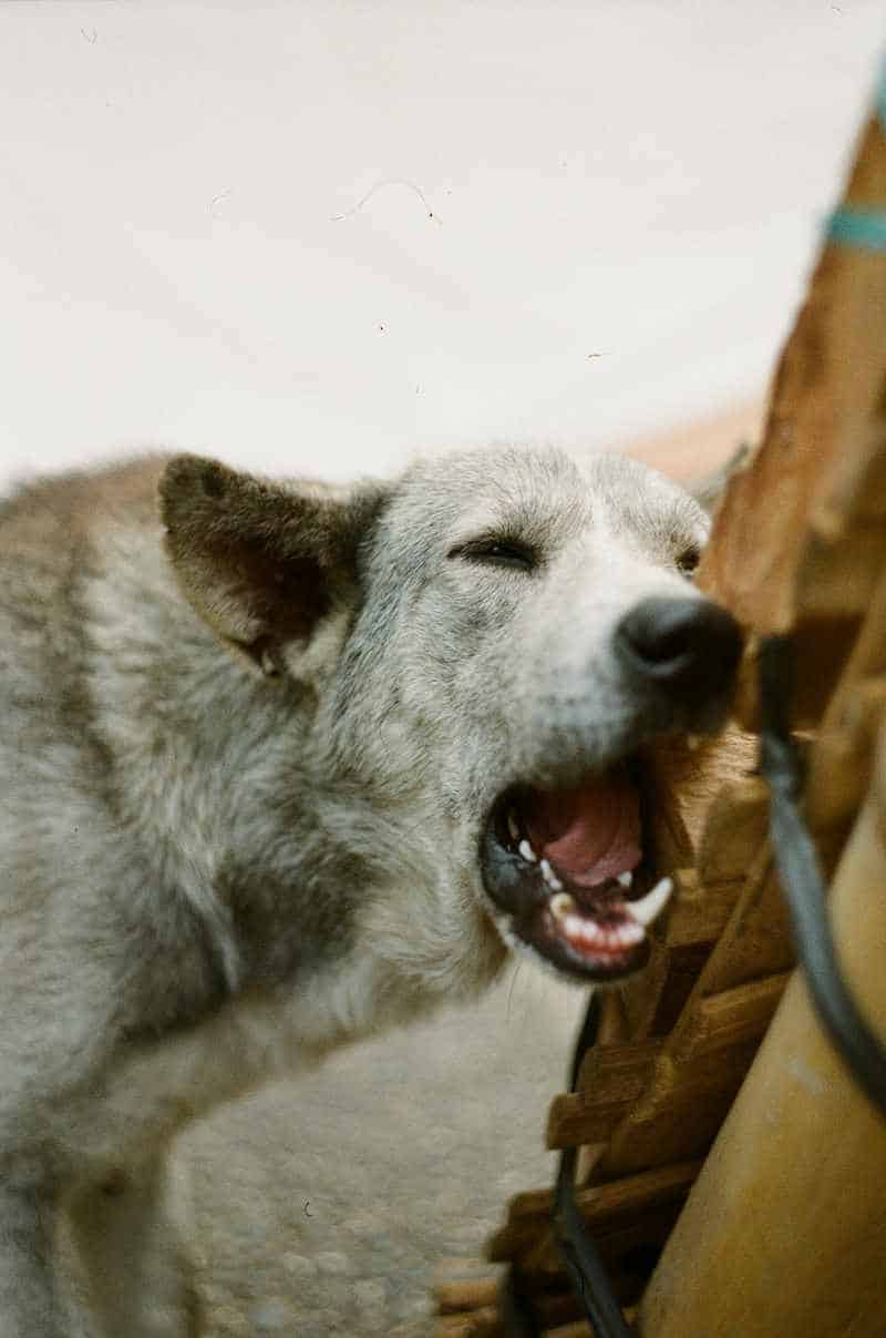 Wolves naturally chew, here a wolf is chewing a long piece of wood.