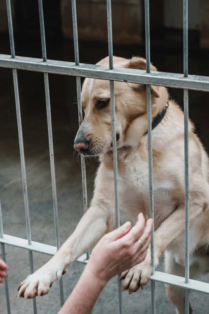Shelter dog touching person through cage for pet rescue myths busted