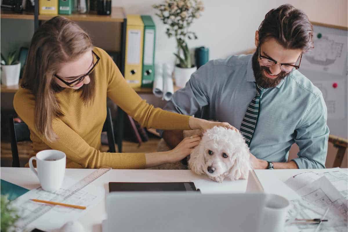 Couple in office with pet for Animal Friendly Life article on caring for pets after owner's death and finding a lawyer for pet care advice