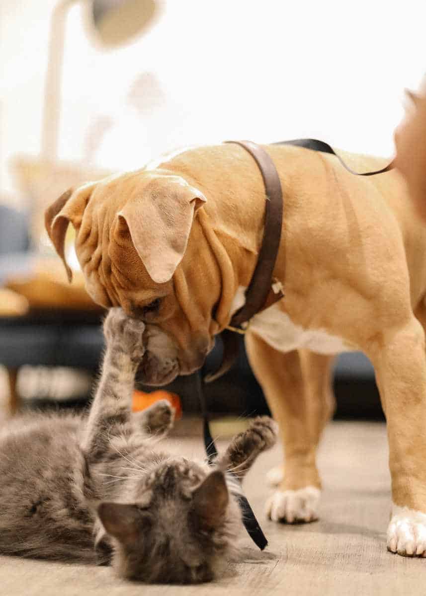 Dog and cat playing for pet obesity in Australia