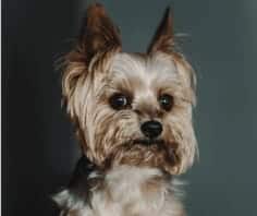 Close up of a Yorkshire Terrier for list of non-shedding dogs