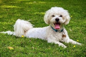 Bichon Frise lying on grass happy with tongue out looking at camera for Animal Friendly Life's allergy-free dogs