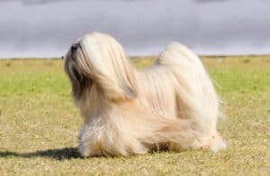 A Lhaso Apso walking on grass for the best dog breeds for allergy sufferers