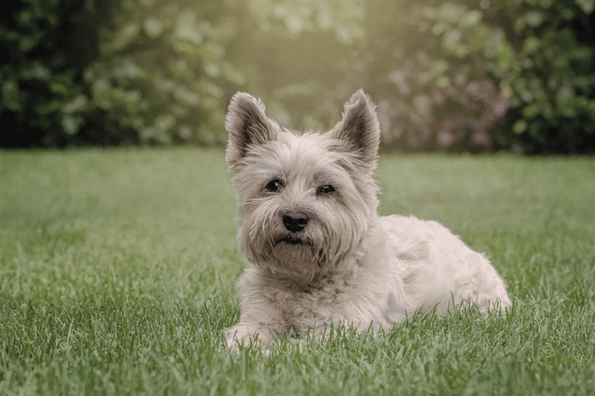 Cairn Terrier looking at camera while lying on grass for best dogs for allergies article
