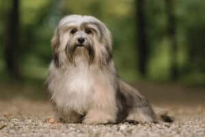 Havanese in the bush for Animal Friendly Life article on hypoallergenic dog breeds