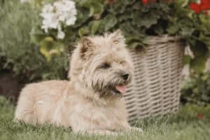 A Cairn Terrier sitting on grass as part of Animal Friendly Life profile piece on non-shedding dog breeds that are the best dogs for allergies.