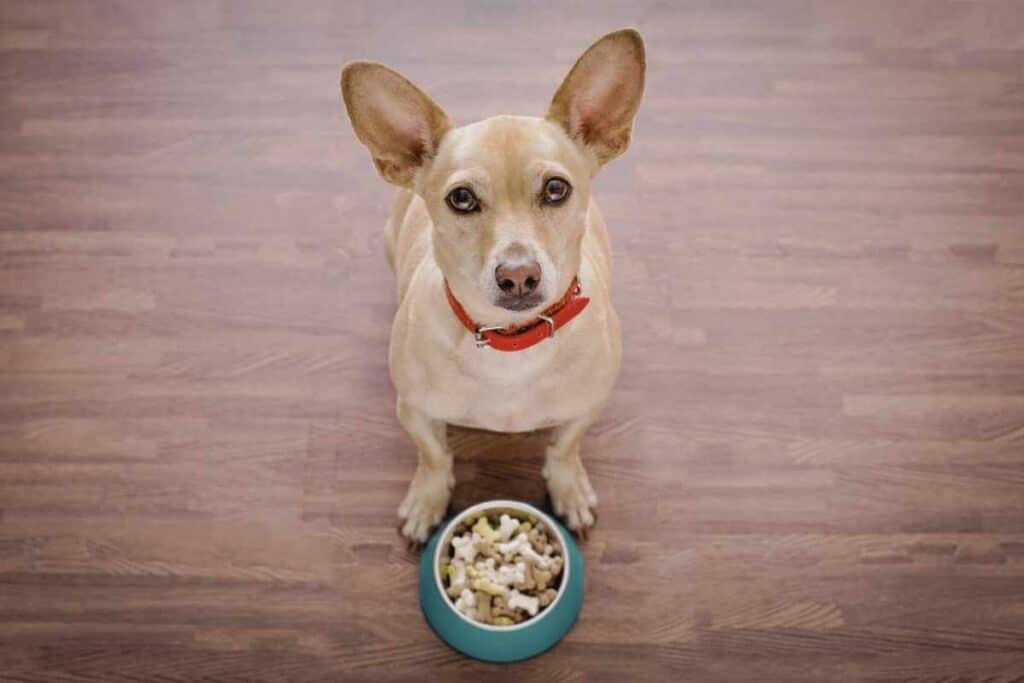 small dog looking up at camera with bowl in front of him 