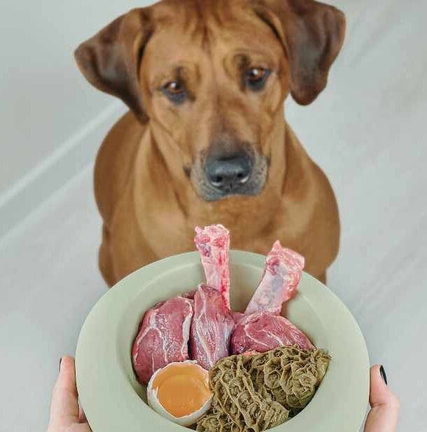 large brown dog sitting in front of owner holding bowl of healthy food for healthy dog food articles