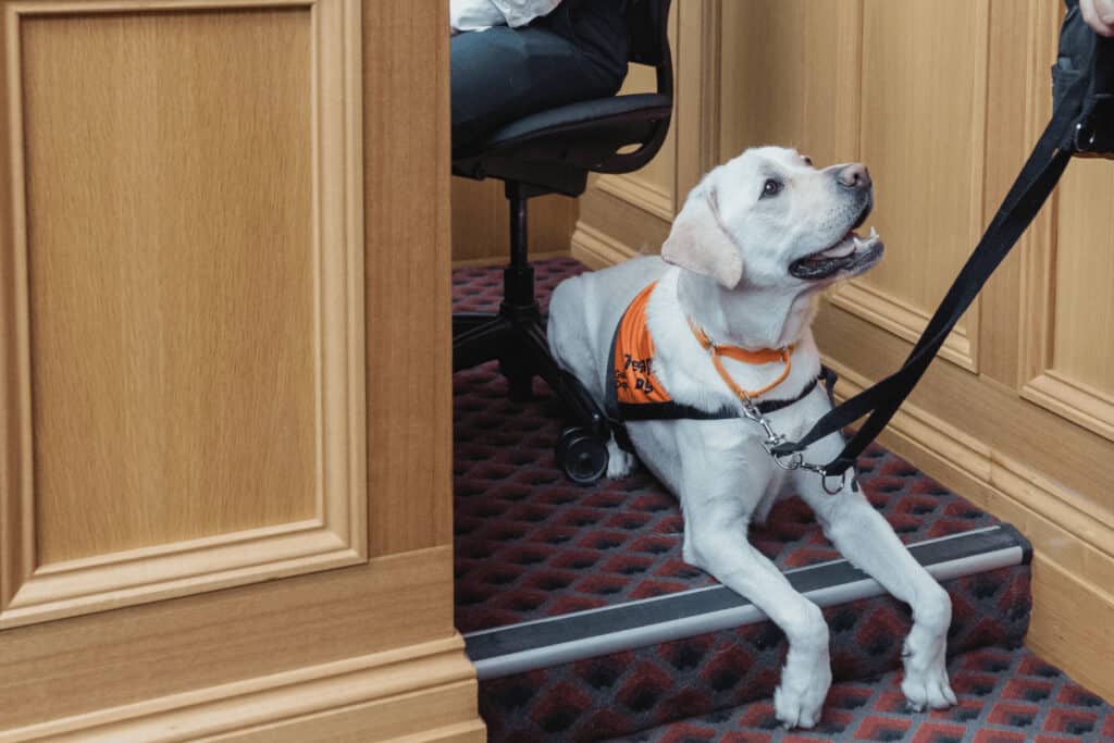 A yellow Labrador sits in a courtroom in Sydney for the official ceremony announcing the expansion of the Court Dogs Program into NSW. The program highlights how dogs help anxiety for the victims and witnesses